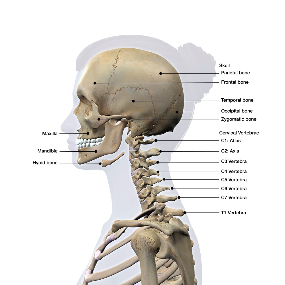 Diagram of the skull and cervical spine