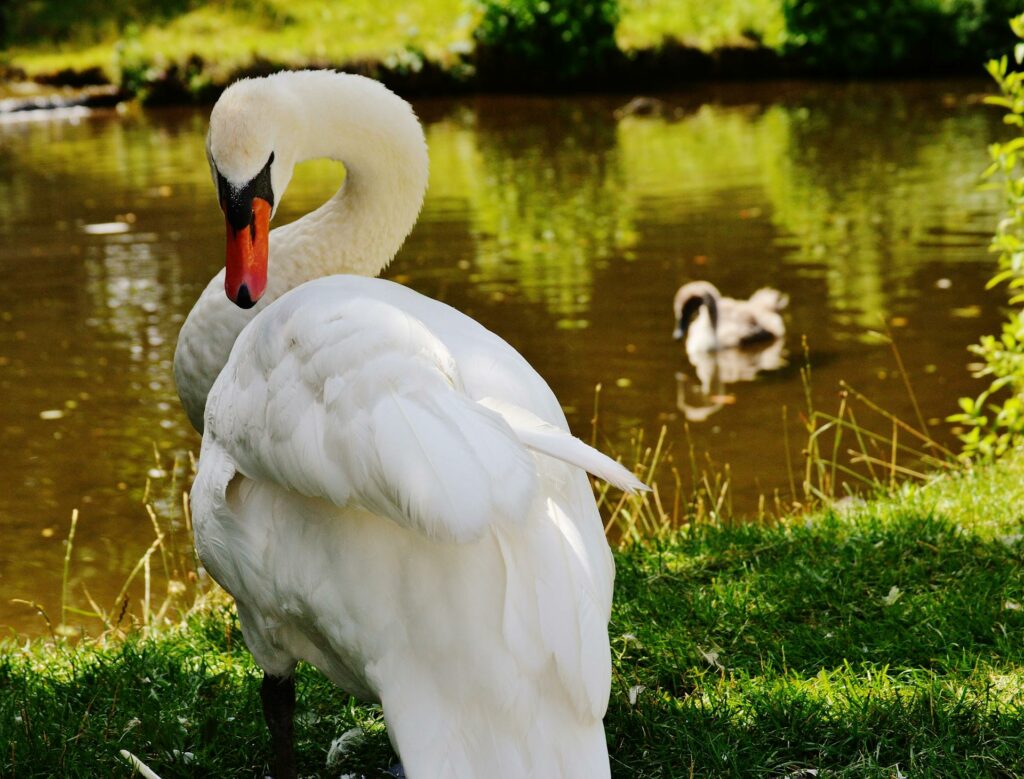 Swans near the Hilsea Lines